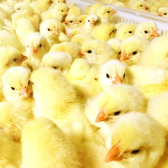yellow-farm-chicken-2.webp