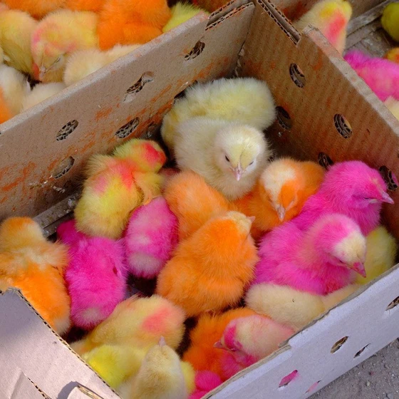 multicolor-baby-chick-1.webp