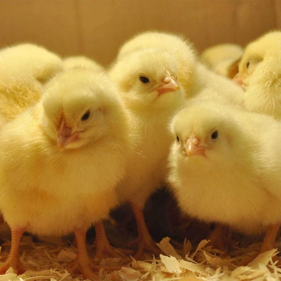 poultry-broiler-chicks-2.webp