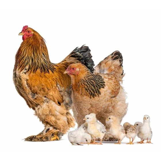 brahma-chicken-chicks-2.webp