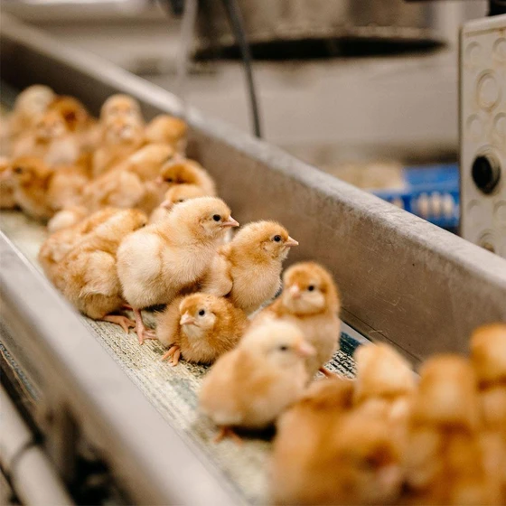 chick-poultry-hatchery-2.webp