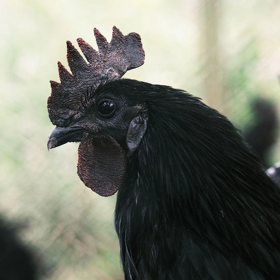 black-kadaknath-chicks-2.webp