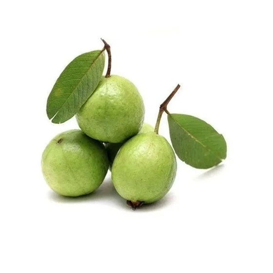 khaja-guava-plant-1.webp
