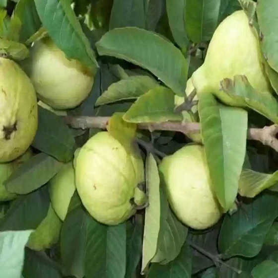 khaja-guava-plant-2.webp