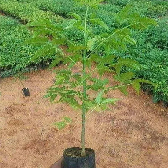 malabar-neem-plants-2.webp
