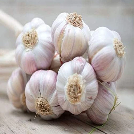 fresh-premium-garlic-1.webp