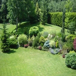 Landscaping Service Plants