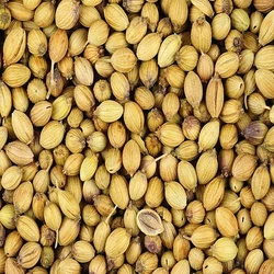 Several Benefits Coriander Seeds Improve Healthy Life