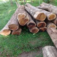 Acacia Teak Wood, 12 feet length, eco friendly features