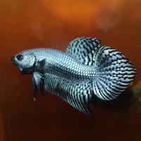 Alien Betta Fighting Fish, Wild hybrid, striking pattern