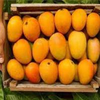 Alphonso Common Mangoes