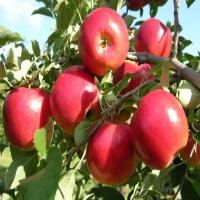 Apple Fruit Plant