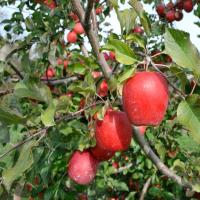 Apple Fruit Plants