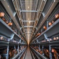 Automatic Poultry Cages