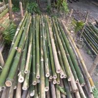 Bamboo Natural Poles
