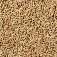 Barley Grain Seed