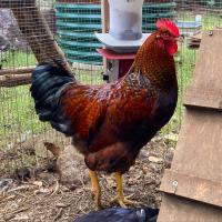 Bielefelder Kennhuhn Chicken