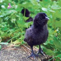 Black Kadaknath Chick