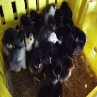 Black Kairali Chicken