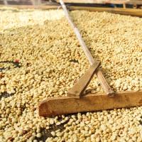 Blended Coffee Beans