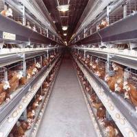 Broiler Battery Cage