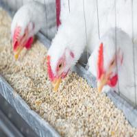 Broiler Feed