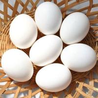 Broiler Fresh Egg  Image