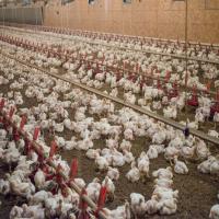 Broiler Poultry Farm Chicks