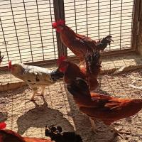 Brown Desi chicken  Image