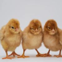 Brown Live Chicks
