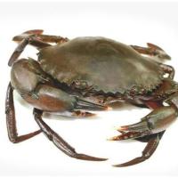 Brown Mud Crab