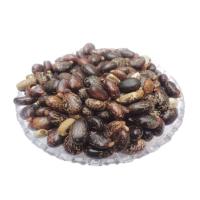 Castor Herbal Seeds Image