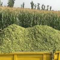 Cattle Corn Silage Feed