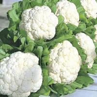 Cauliflower kitchen garden