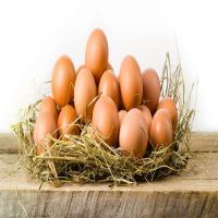 Chicken Poultry Eggs