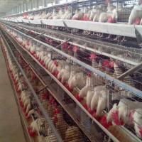 Chicken Rearing Cage
