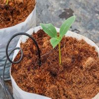 Coco Peat Agriculture, Sustainable option for gardeners