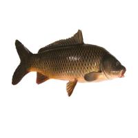 Common Carp Fish