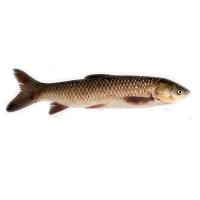 Common Carp Fish