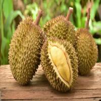 Common Durin Fruit