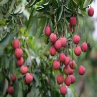 Commonly Fresh Litchi