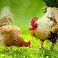 Country Chicken Chicks