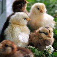 Country Chicken Chicks