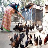 Country Chicken farming Image