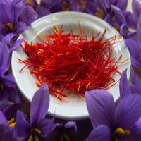 Crocus Saffron, 9 cm flower bulb size, indoors
