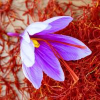 Crocus Saffron, 9 cm flower bulb size, indoors