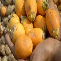 Cultivated Betel Nuts