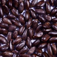 Custard Apple Fruit Seeds