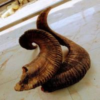 Decoration Sheep Horn 