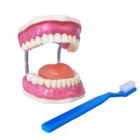 Dental Care Model